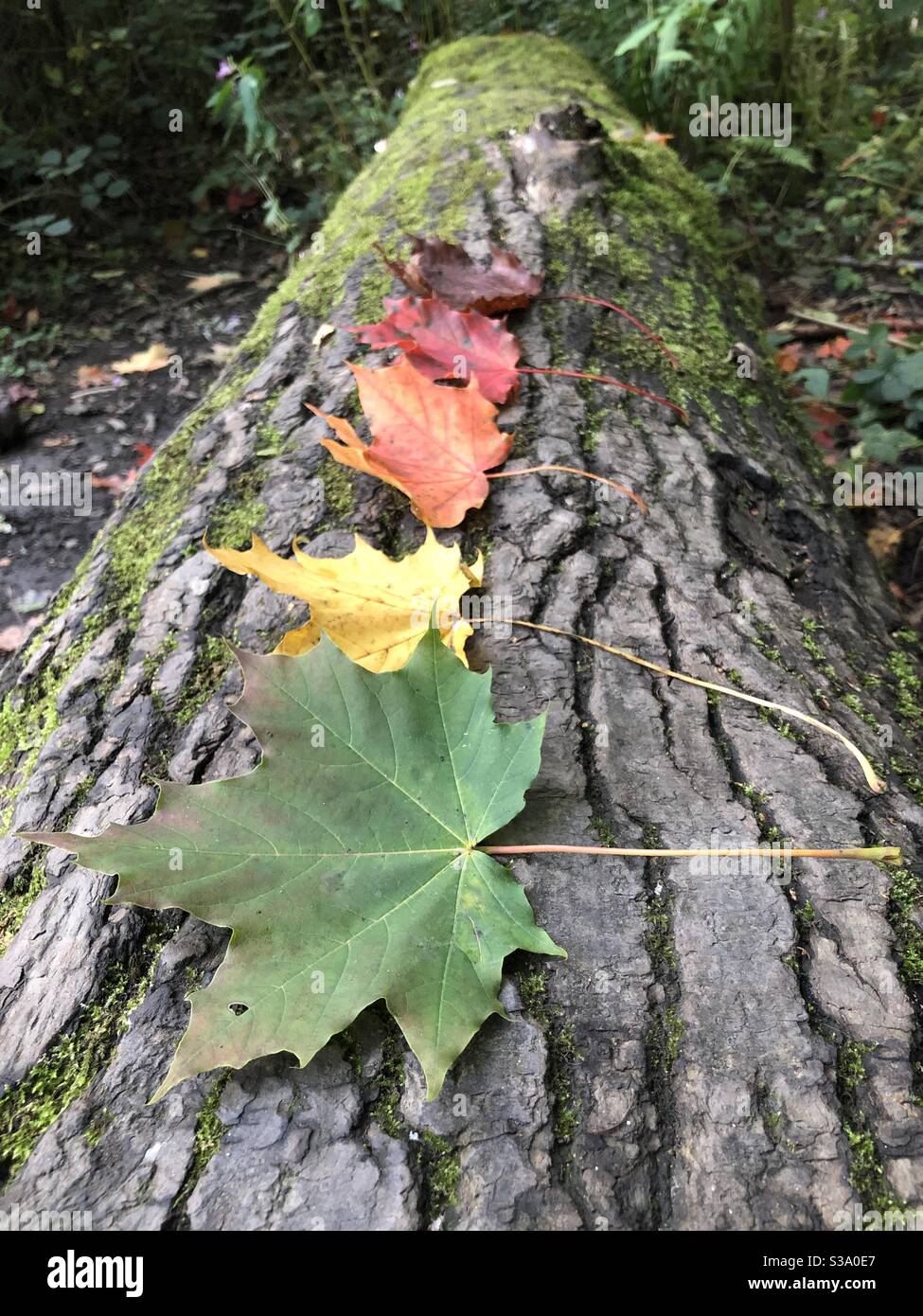 Foglie in vari colori di autunno o autunno, giallo arancio rosso, disposte in una riga su un tronco Foto Stock