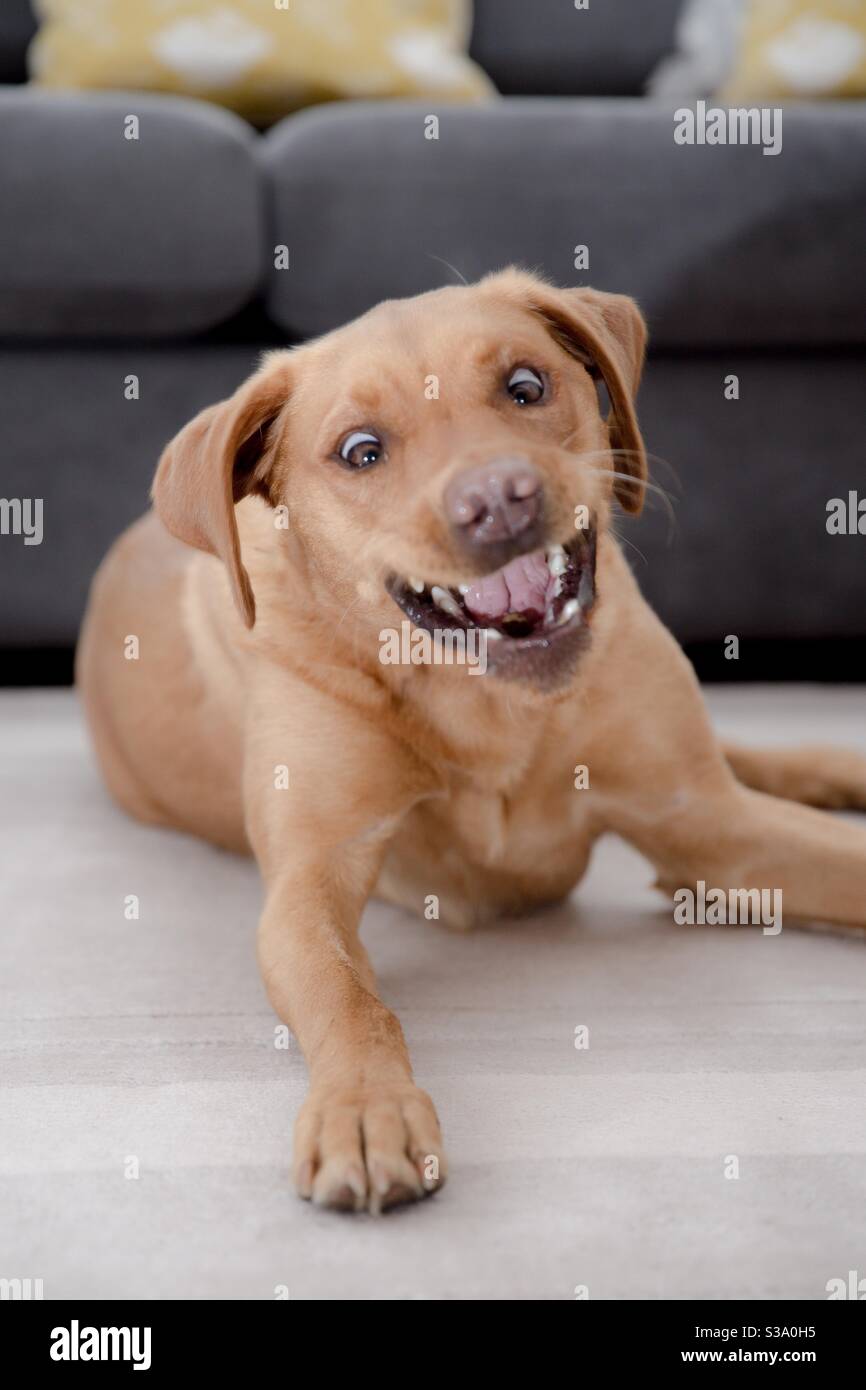 Sei un divertente animale domestico immagine di un labrador giallo Retriever cane che fa una faccia divertente e ridendo ad alta voce - Immagine stock catturata con smartphone