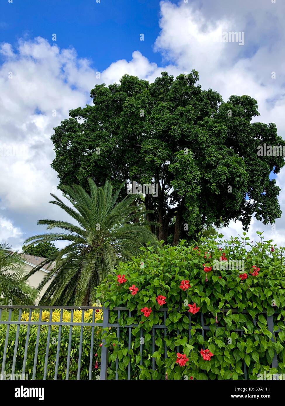 Una varietà di alberi e piante in Florida : Hibiscus, Palm, e vescovato (Bischofia javanica.) Foto Stock