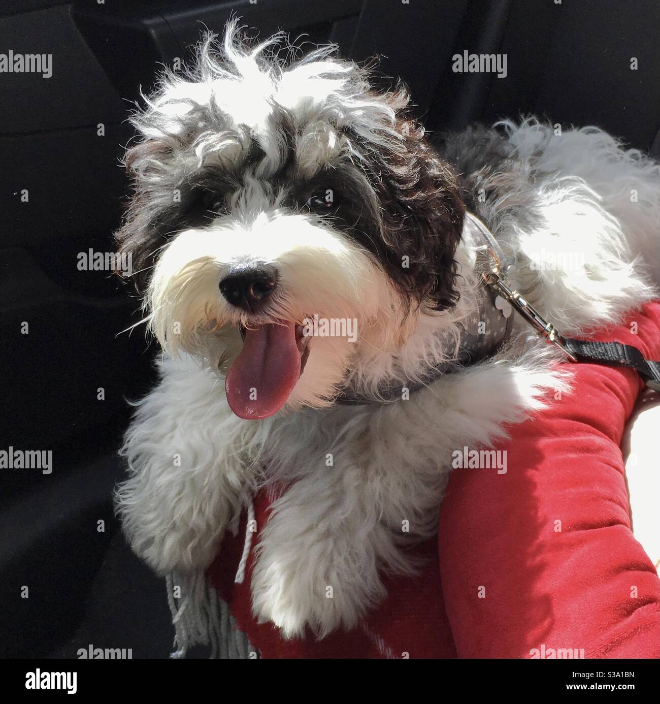 Sorridente Happy dog Foto Stock