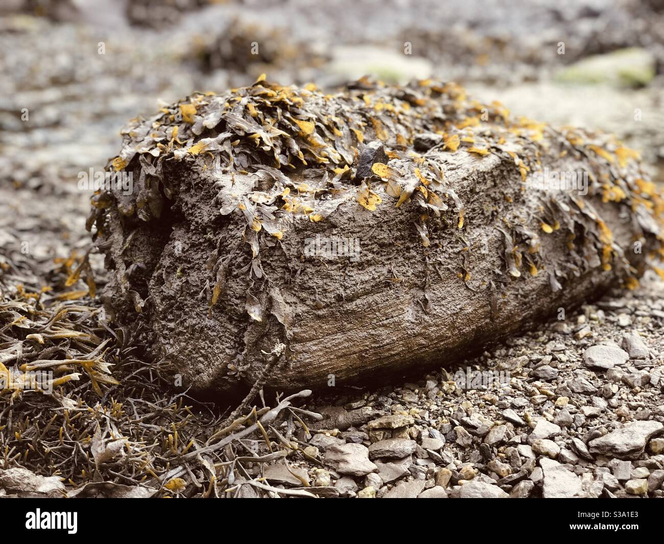il ceppo di cioccolato Foto Stock