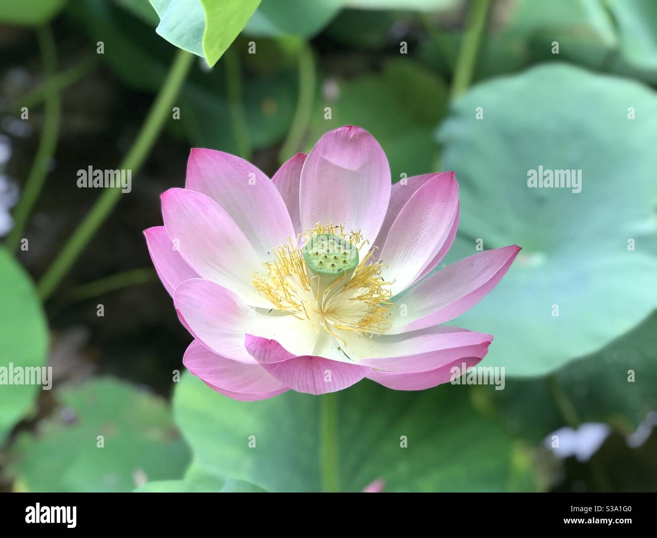 Un giglio d'acqua rosa dopo la pioggia Foto Stock