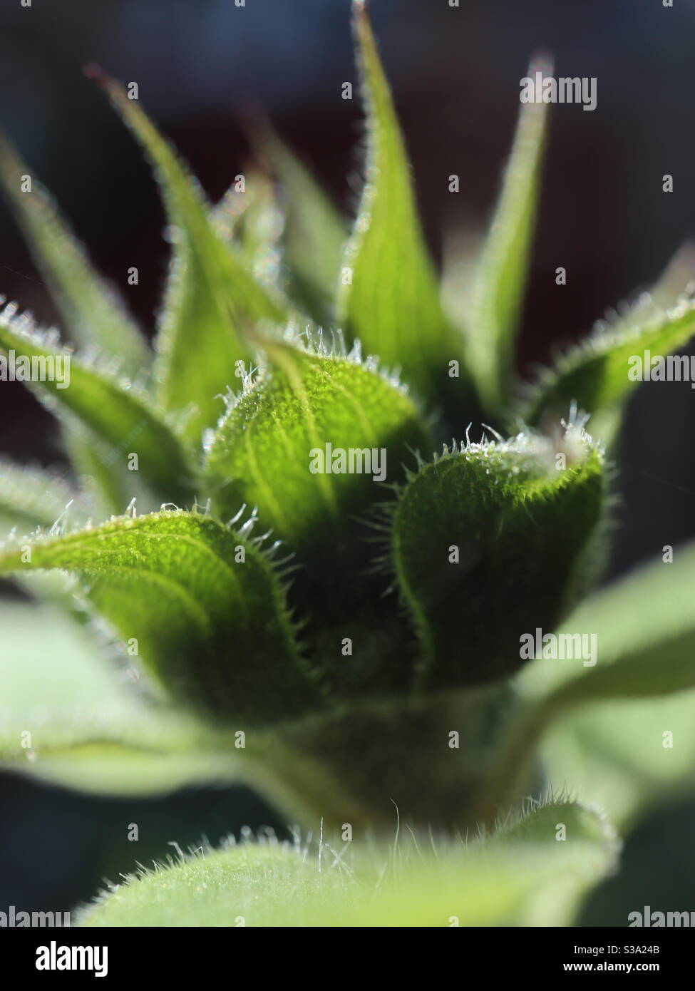 Girasole Bud in autunno sole Foto Stock