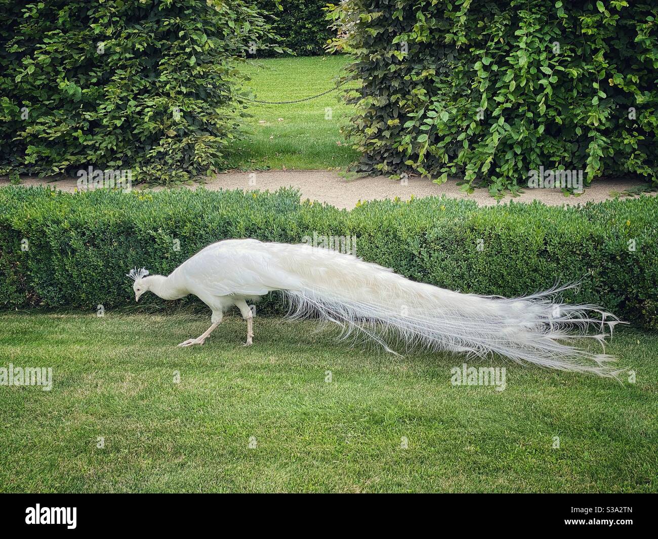 Pavone bianco che vive nei giardini di Wallenstein (Valdstejnska zahrada) a Praga. - Immagine stock catturata con smartphone