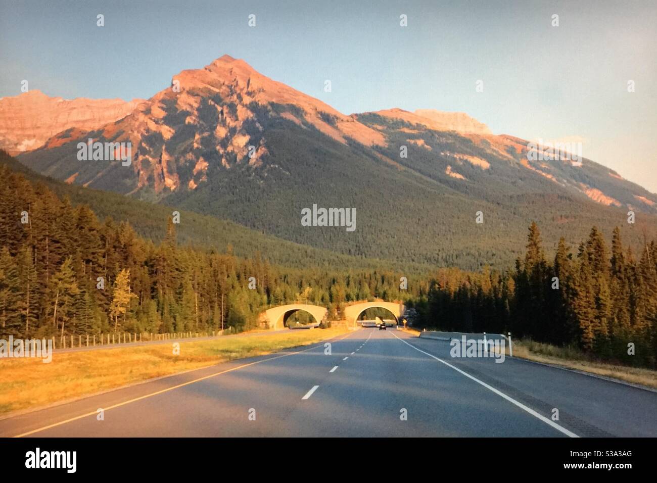 Alberta Bound, TransCanada Highway, cavalcavia animali, attraversamento della fauna selvatica, Banff National Park, Canadian Rockies, montagne, foresta, natura selvaggia Foto Stock