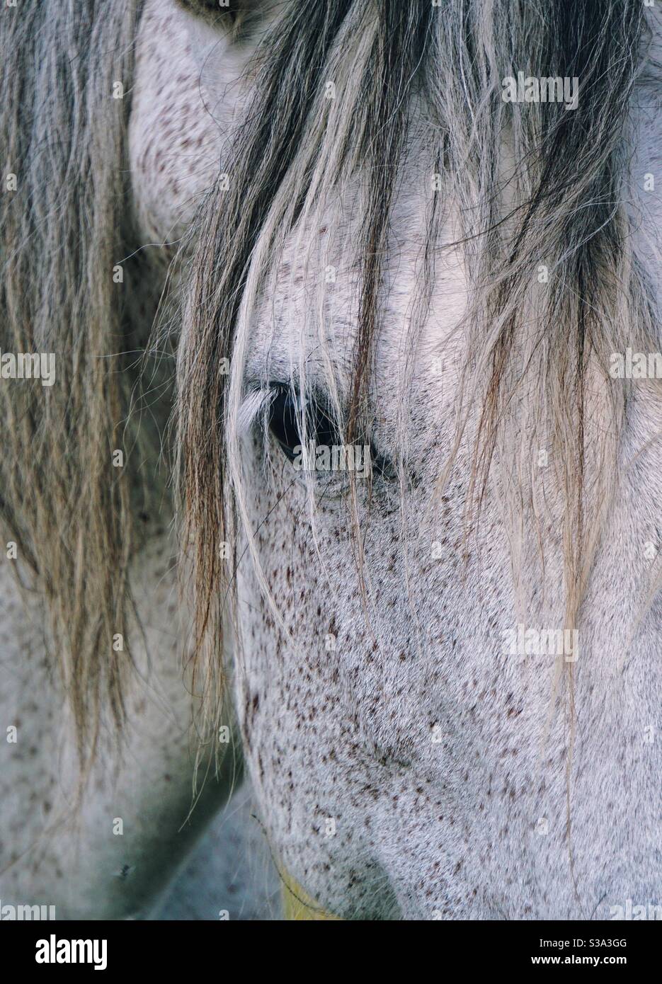 White Horse ritratto Foto Stock