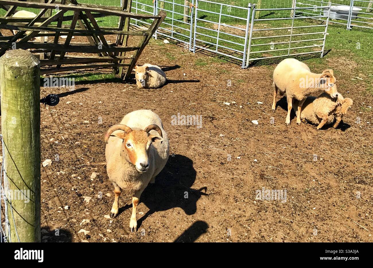 Pecora alla fattoria di fancys. Portland. Foto Stock