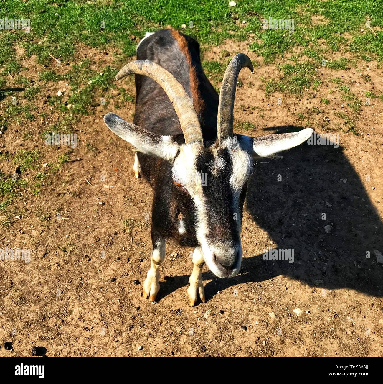 Capra alla fattoria di Fancys Portland - Immagine stock catturata con smartphone