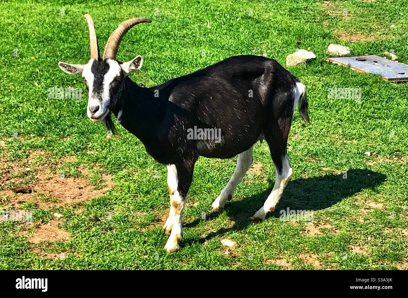 Capra alla fattoria di Fancys Portland - Immagine stock catturata con smartphone