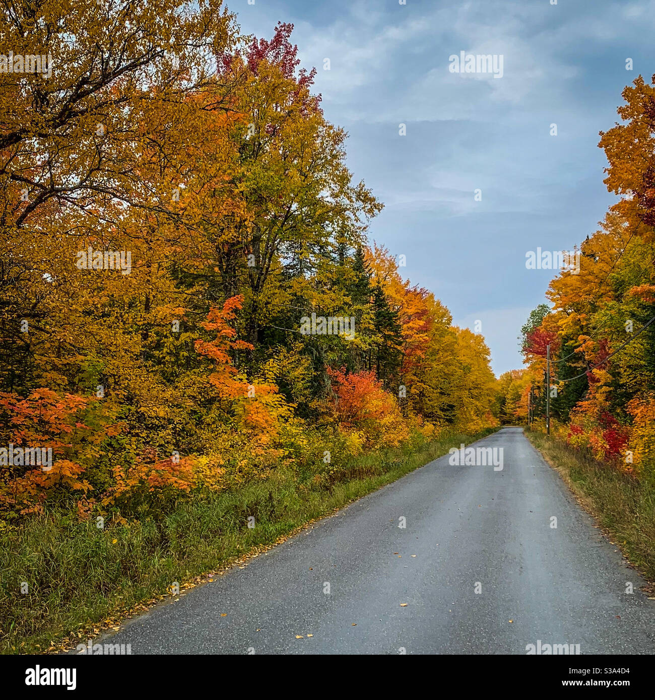Colori autunnali luminosi fiancheggiano la strada del paese Foto Stock