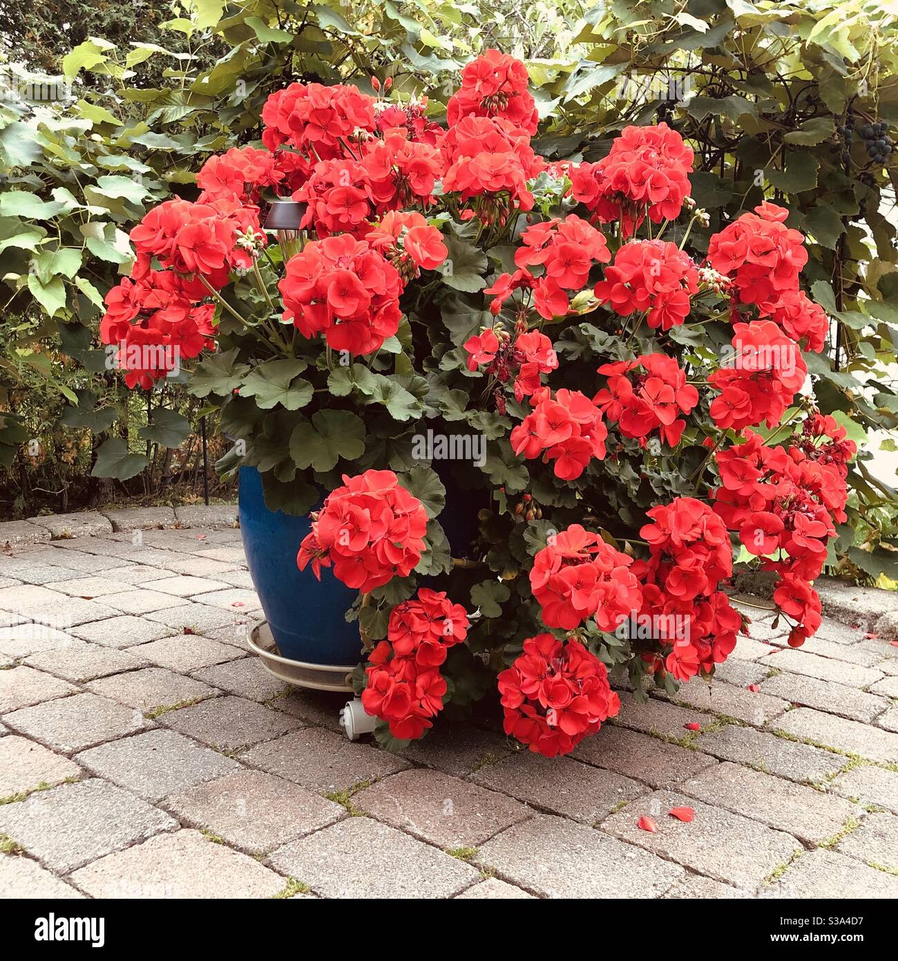 Vaso blu con fiori di geranio rosso, Vignes sullo sfondo. Estate in giardino Foto Stock