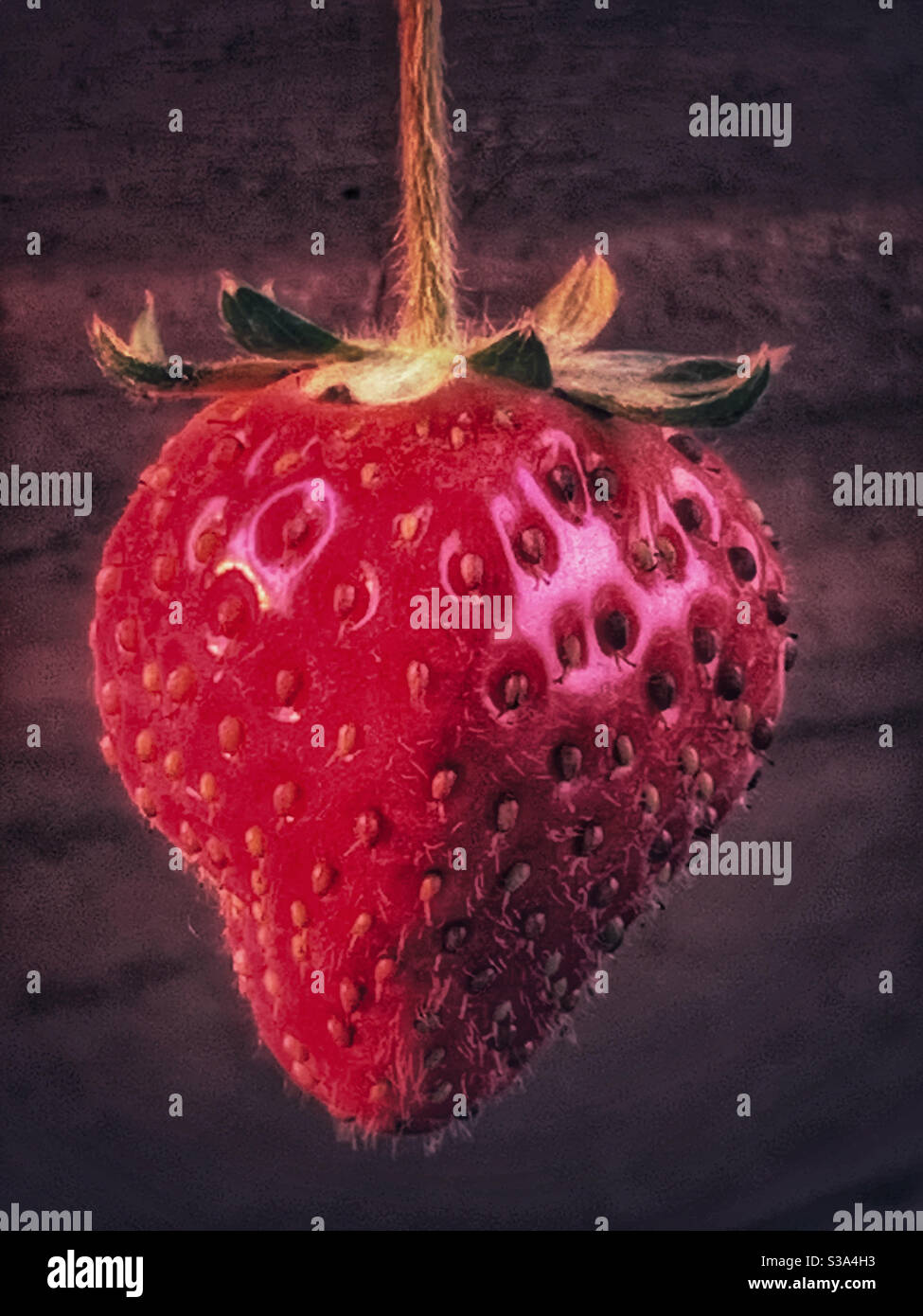 Fragola rossa matura che pende giù dal suo vaso da giardino - Immagine stock catturata con smartphone