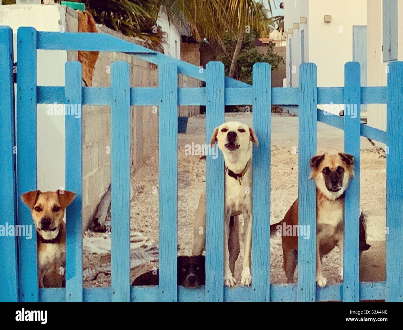 Cani - Immagine stock catturata con smartphone