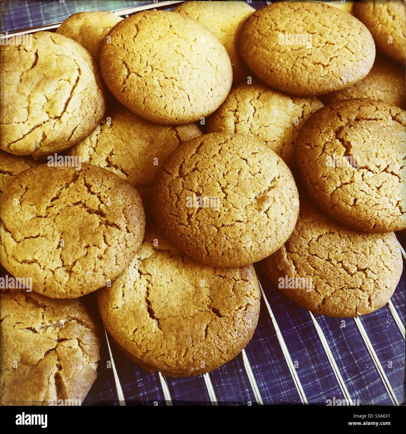 Biscotti fatti in casa allo zenzero su una griglia di raffreddamento Foto Stock