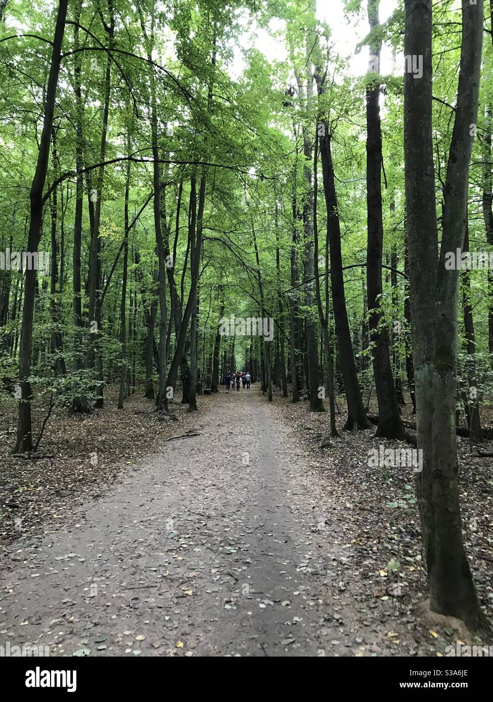 Una passeggiata attraverso la foresta alla periferia di Varsavia, Polonia. In polacco si chiama "Las Kabacki" Foto Stock