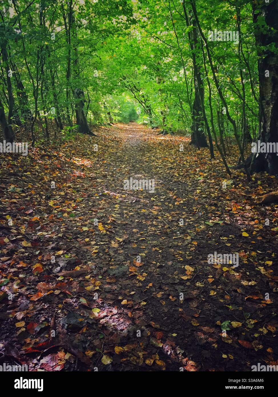 Percorre un bosco mentre le foglie dell'autunno iniziano a cadere dagli alberi. - Immagine stock catturata con smartphone