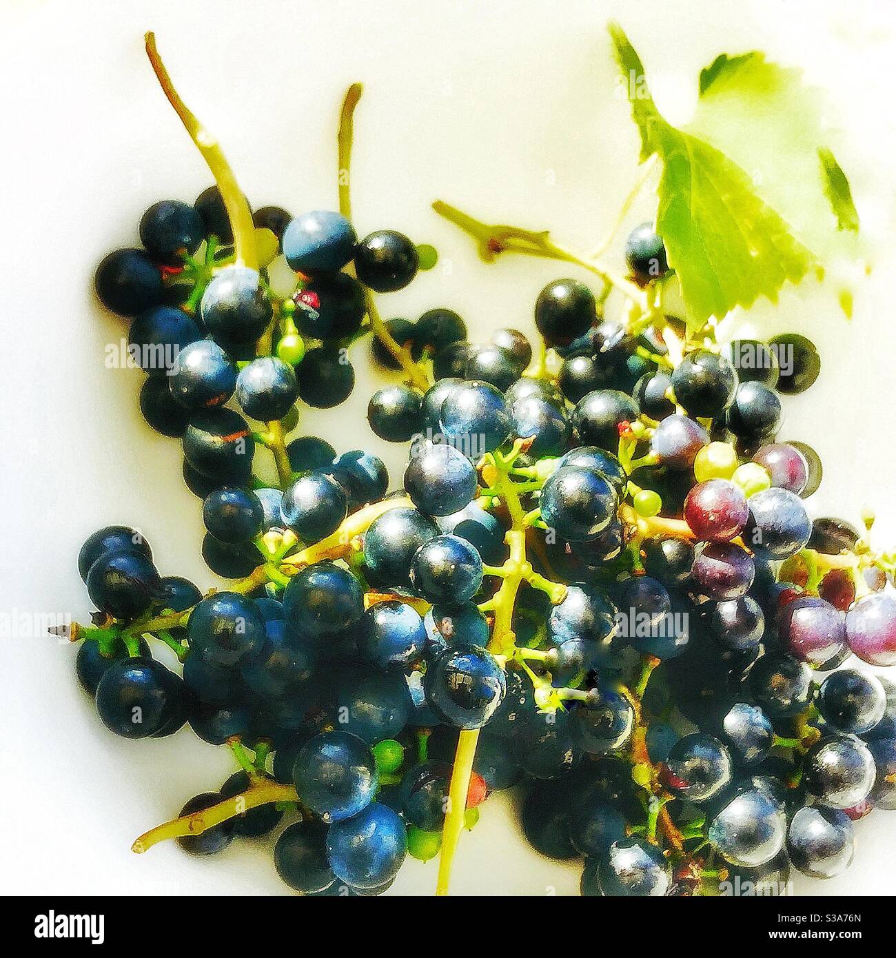 Uve e foglie di vite appena raccolte. Foto Stock