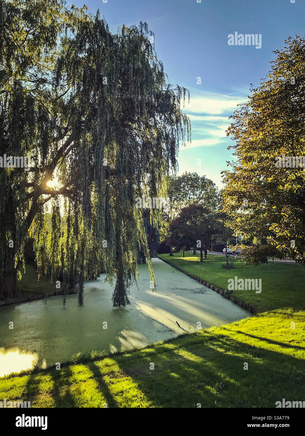Foglie di Willow che cadono nel canale d'acqua - Immagine stock catturata con smartphone