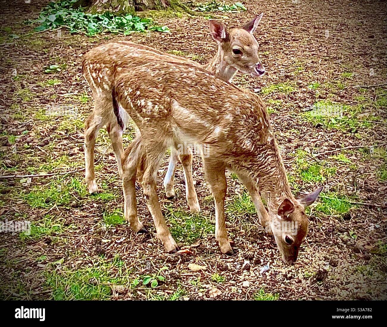 Cervo, Foresta Nuova Foto Stock