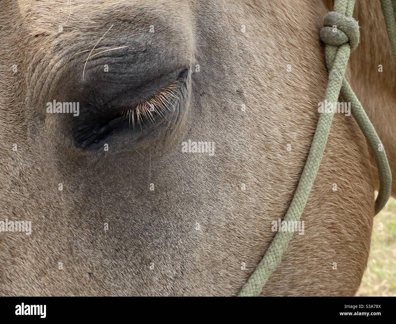 Closeup di un occhio di cavallo chiuso con lunghe ciglia Foto Stock