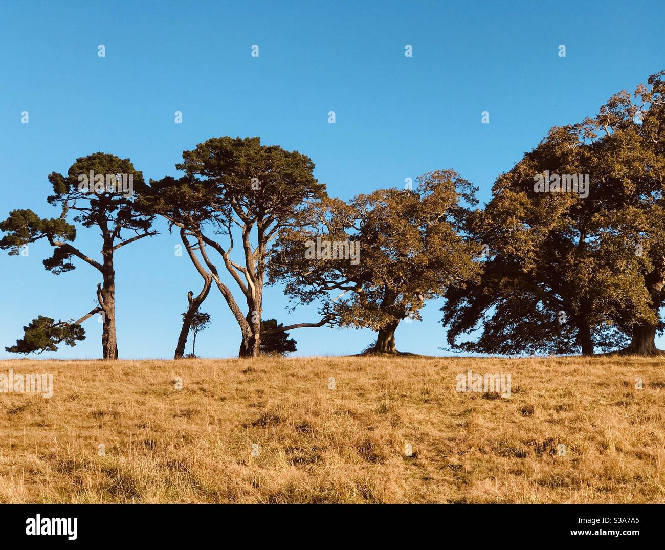 gli alberi sulla collina - Immagine stock catturata con smartphone