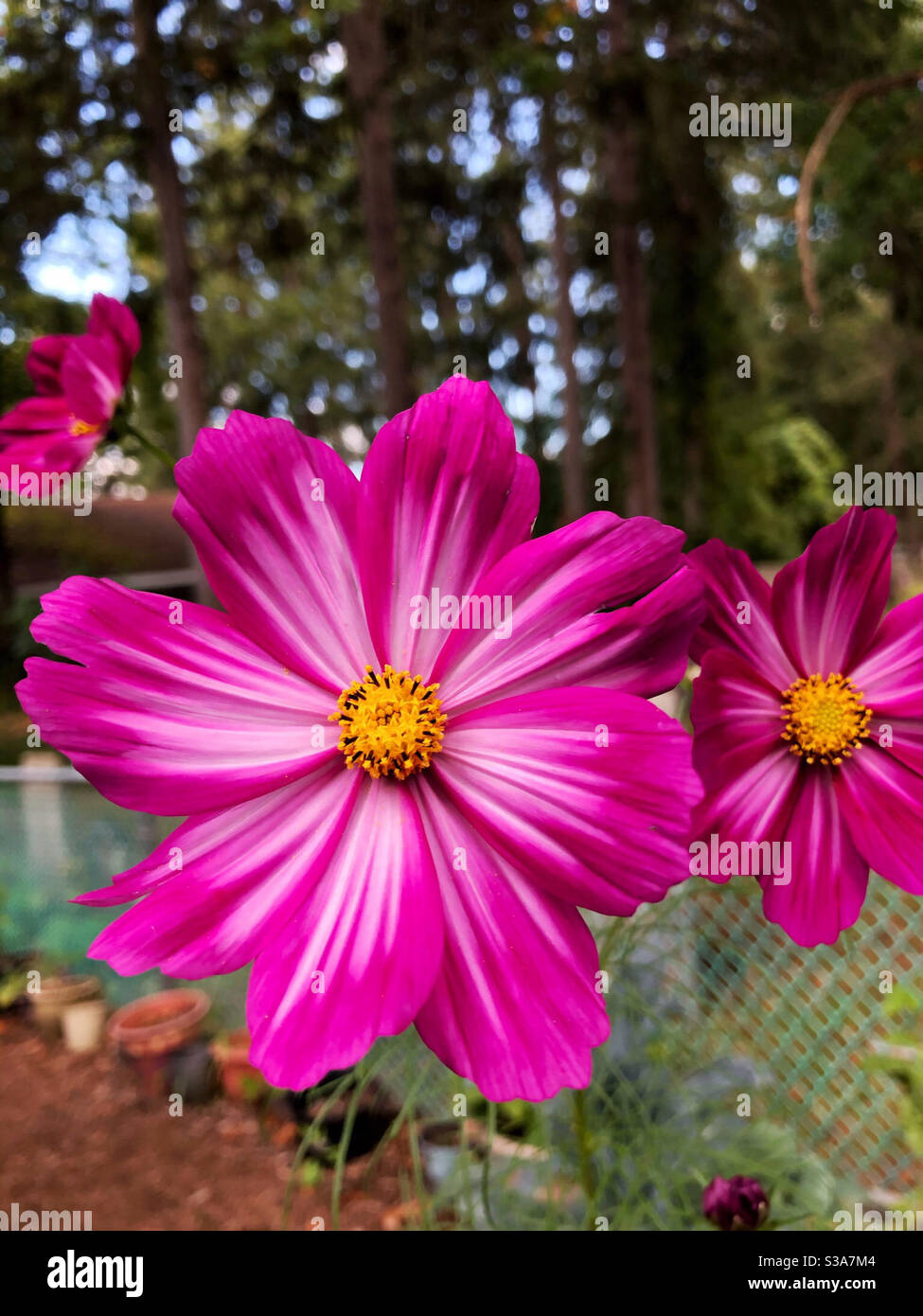 Fiori che fioriscono dalla primavera all'autunno: COSMOS - Immagine stock catturata con smartphone