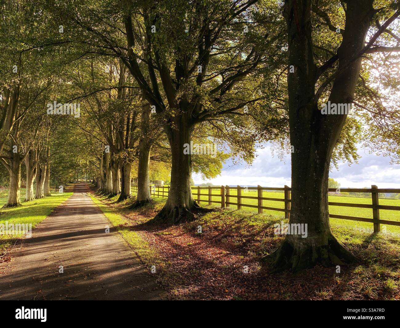 Viale di alberi di faggio - Immagine stock catturata con smartphone