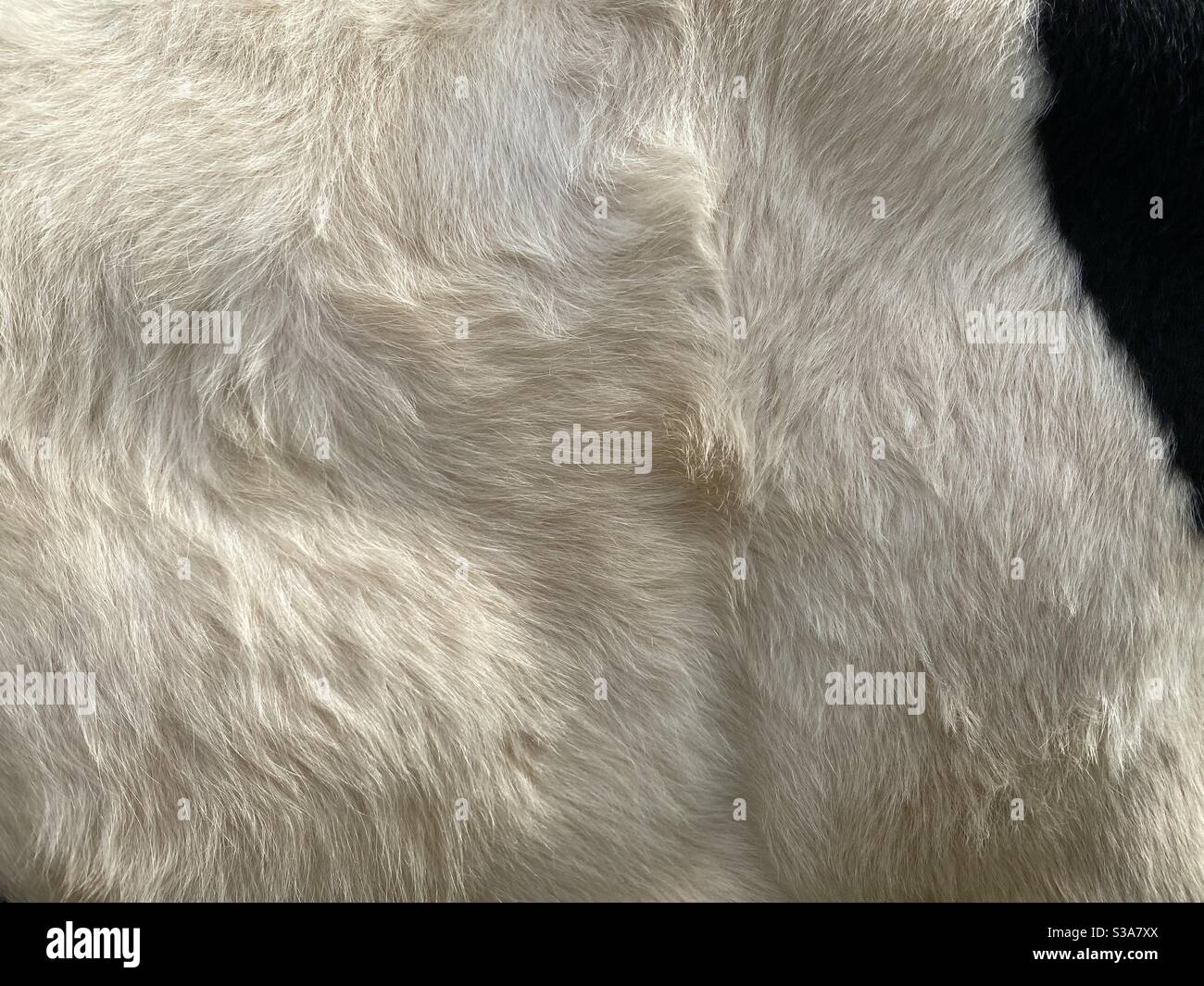 Sfondo pieno di capelli di mucca bianchi e neri - Immagine stock catturata con smartphone