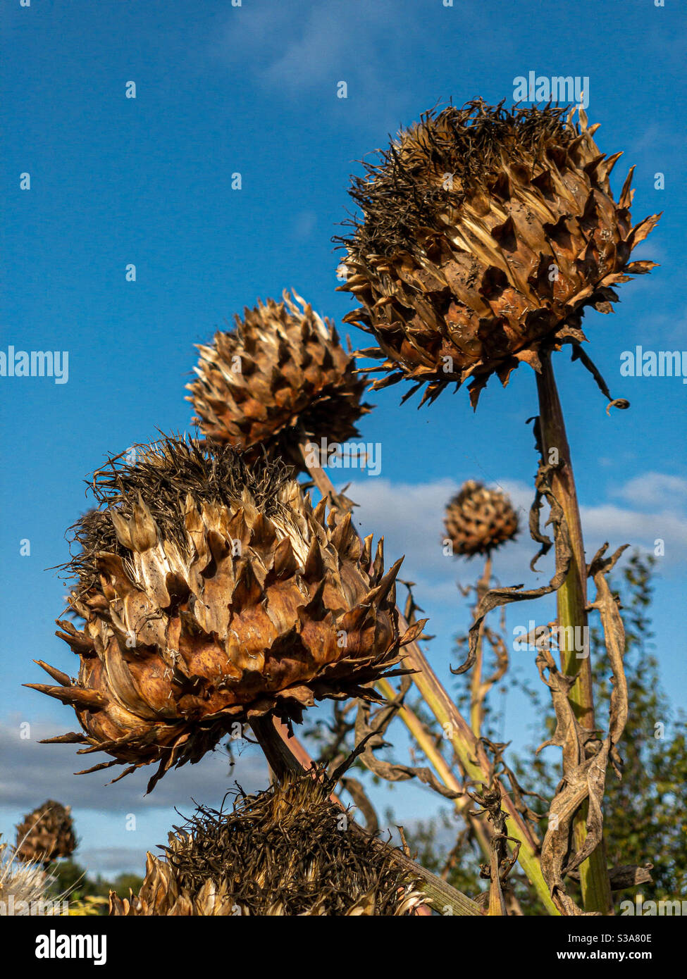 Teste di fiore carciofo globo essiccato in giardino contro cielo blu - Immagine stock catturata con smartphone