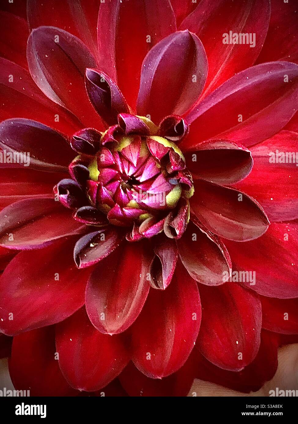 Il mio fiore dahlia bocciolo di apertura., Foto Stock