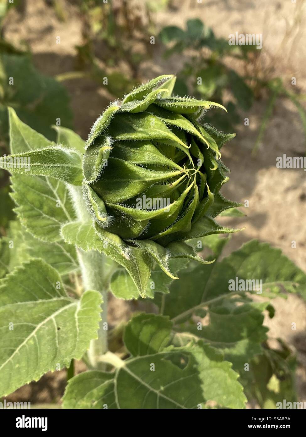 Germoglio di un girasole selvaggio prima che si apra Foto Stock
