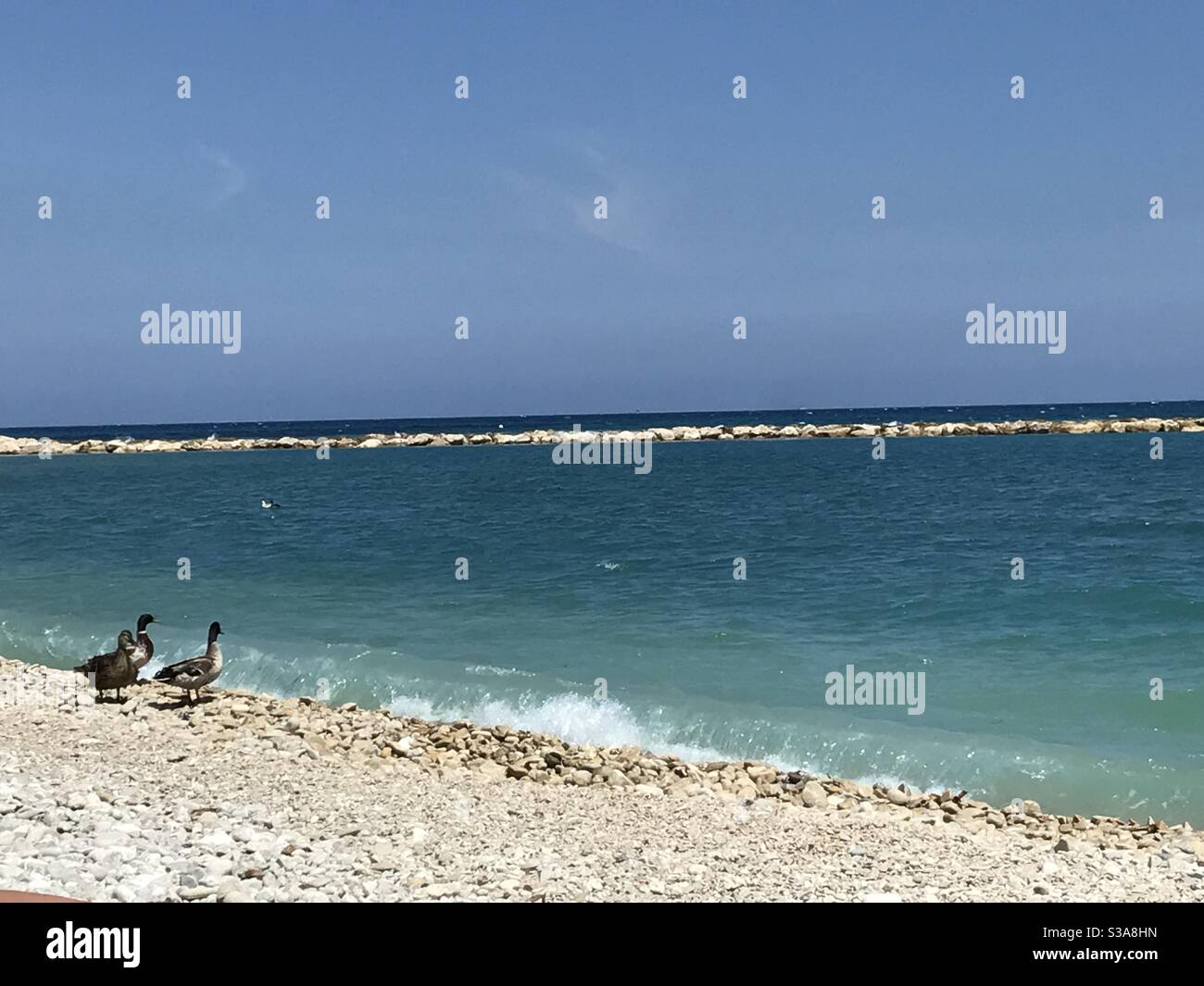 Anatre sulla spiaggia, Spagna Foto Stock