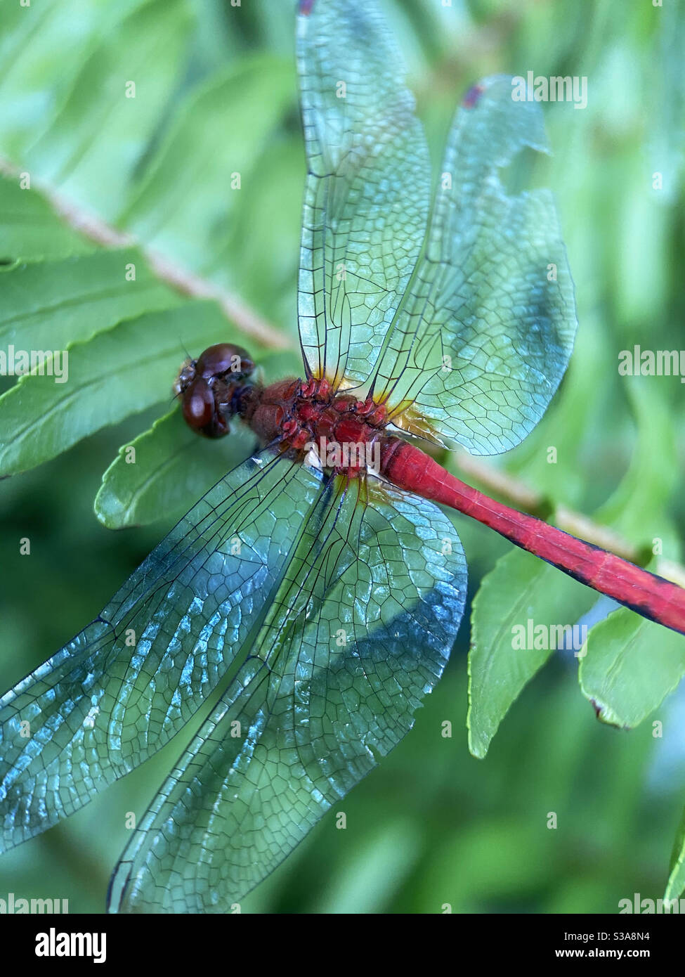 Libellula ravvicinata con ala rotta - Immagine stock catturata con smartphone Libellula ravvicinata con ala rotta - Immagine stock catturata con smartphone
