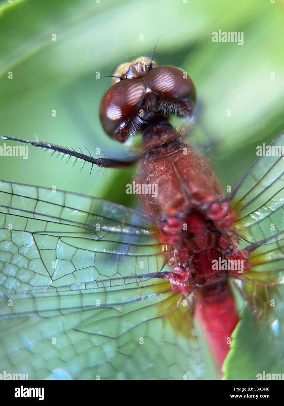 Da vicino di libellula - Immagine stock catturata con smartphone
