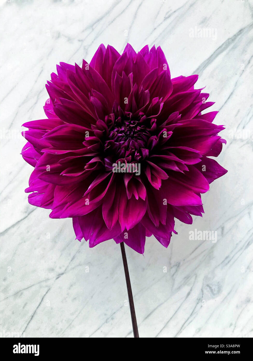 Sorprendente viola prugna fiore di dahlia, colore sorprendente - Immagine stock catturata con smartphone