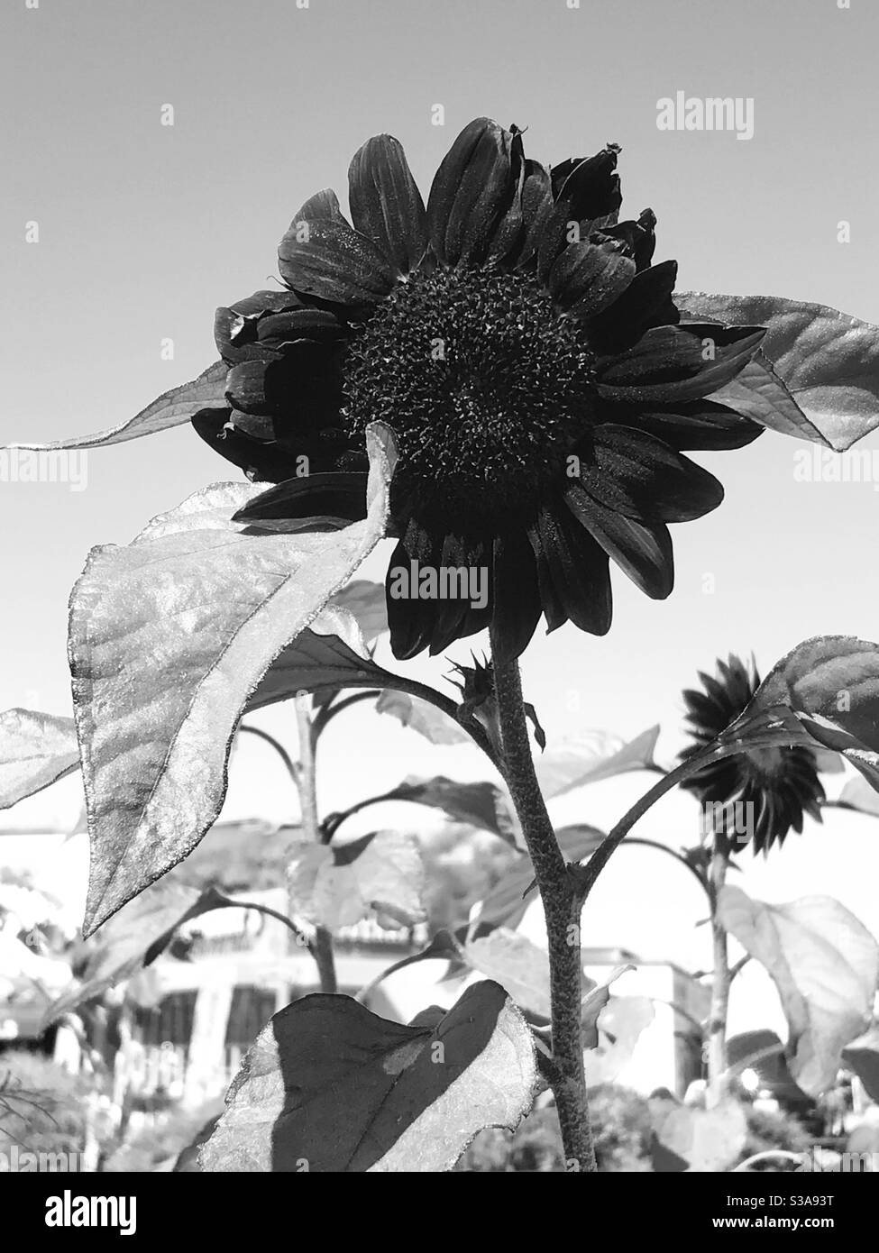 Immagine in bianco e nero di un girasole viola Foto Stock