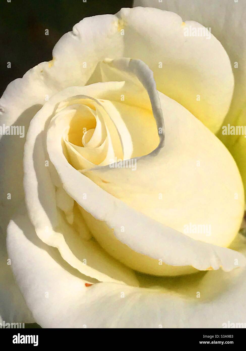 Rosa bianca. Vista ravvicinata Foto Stock