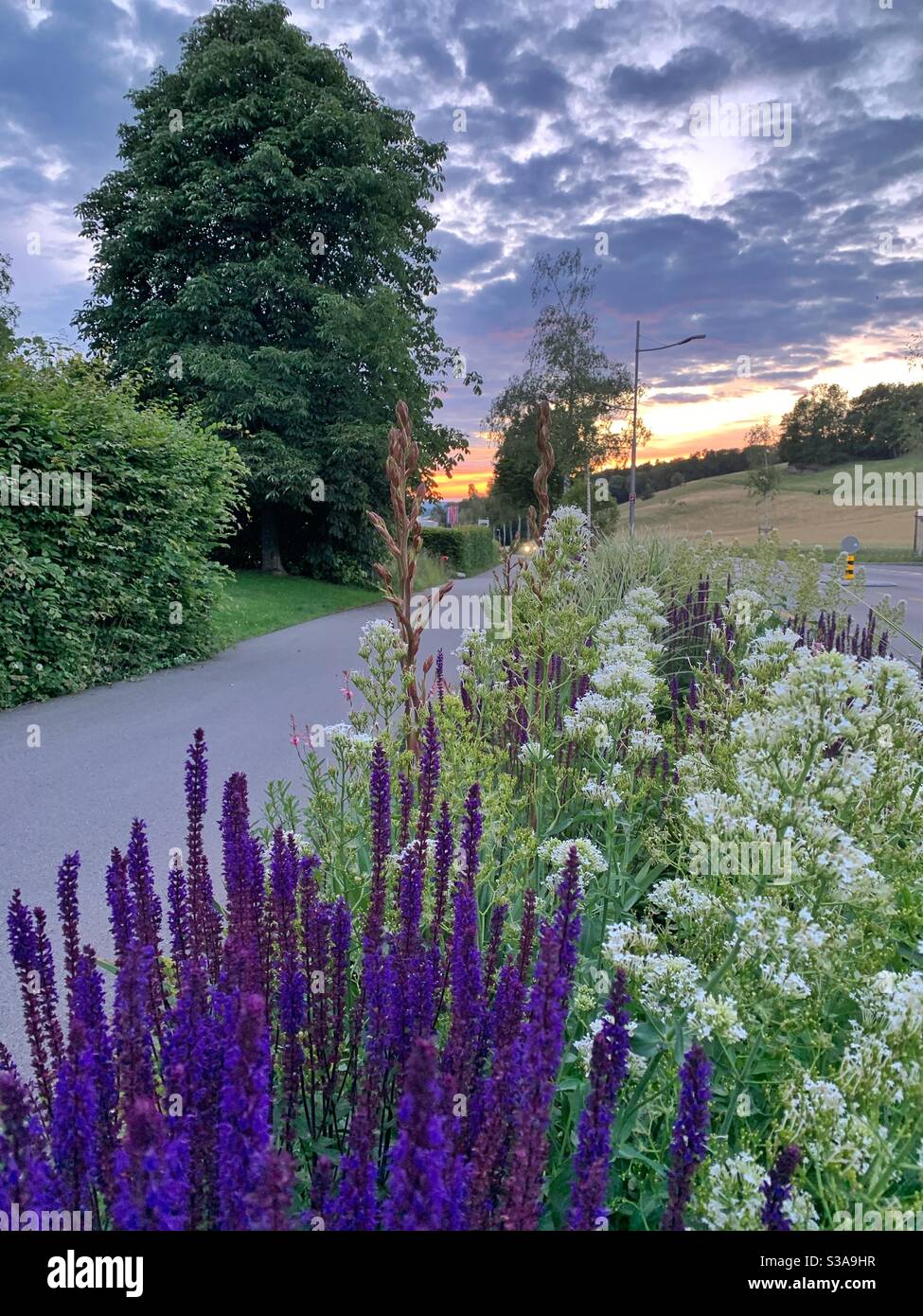 Fiori viola e bianchi al tramonto Foto Stock