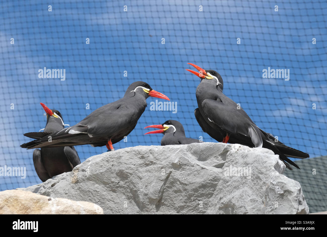 Uccelli Inca Tern seduti su una roccia con cielo blu sfondo - Immagine stock catturata con smartphone