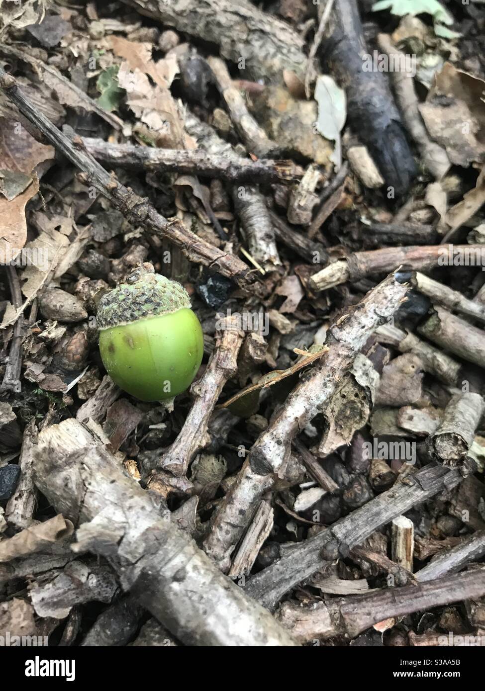 Acorn singolo a terra Foto Stock