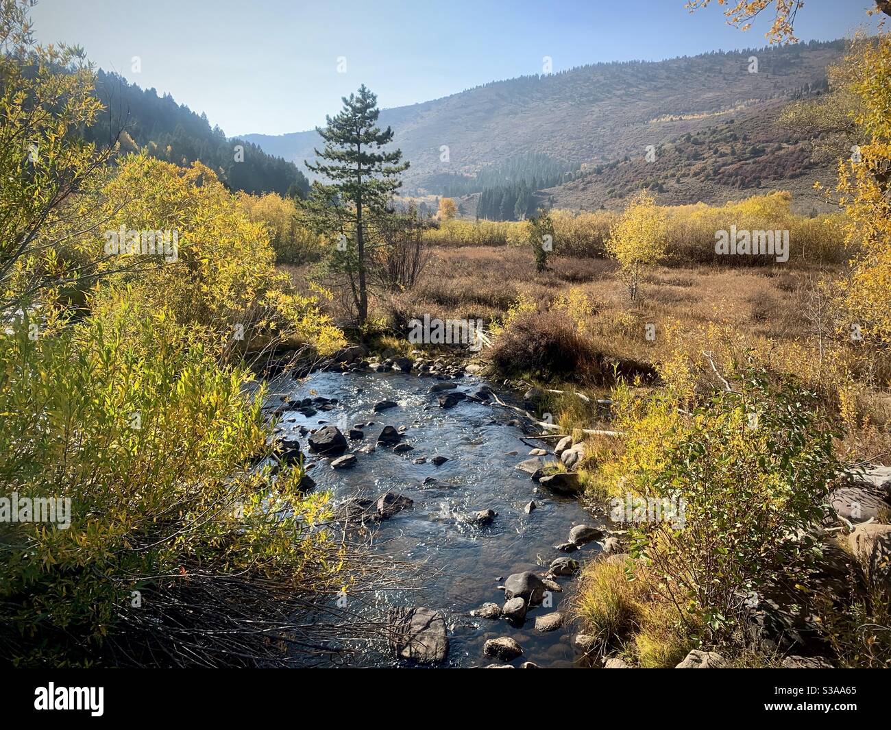 Un campo nella Ashley National Forest nelle montagne Uinta dello Utah in un giorno di autunno. Foto Stock