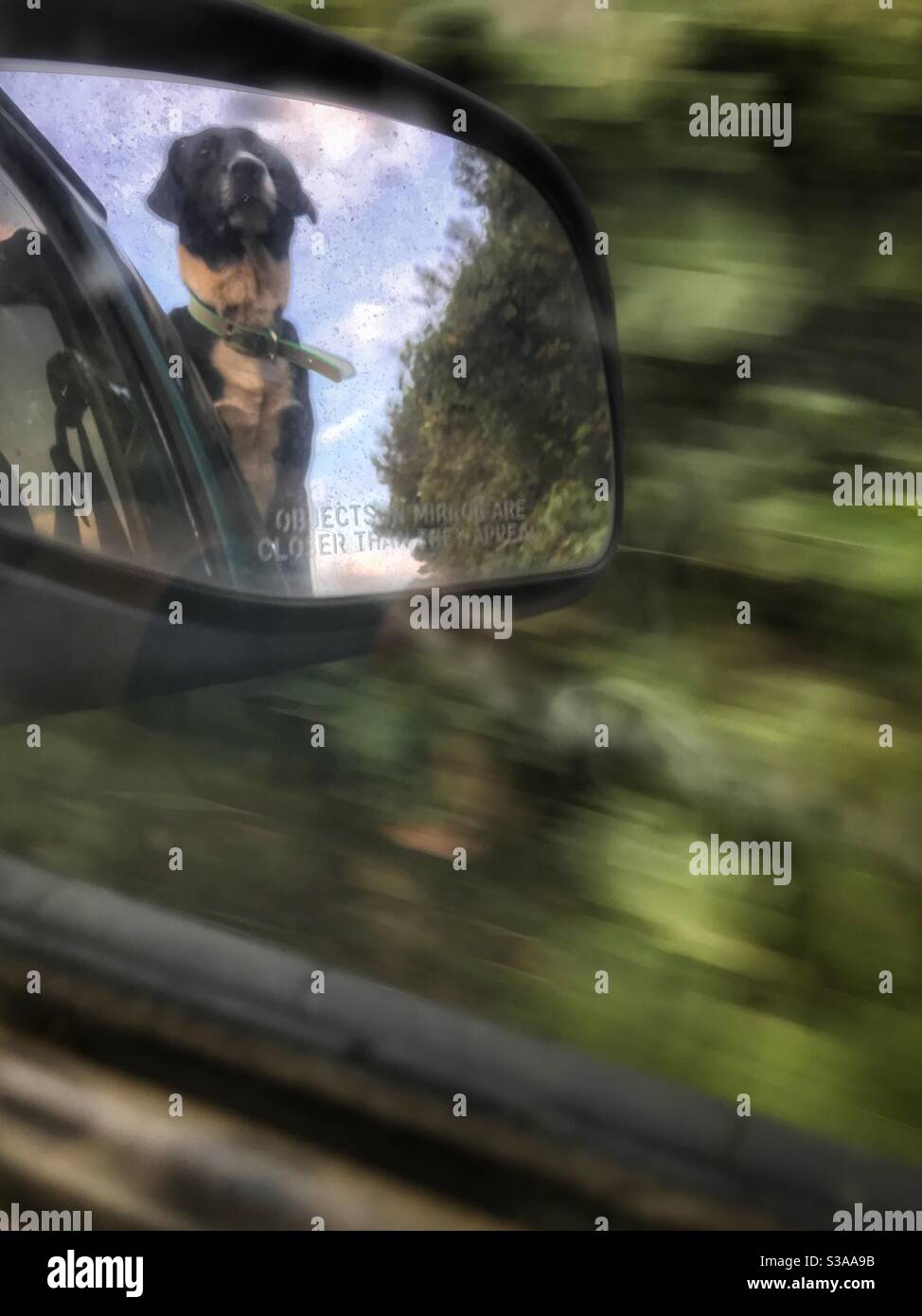Guida con cani nel letto di camion lungo la corsia di campagna riflessa in speculare - Immagine stock catturata con smartphone