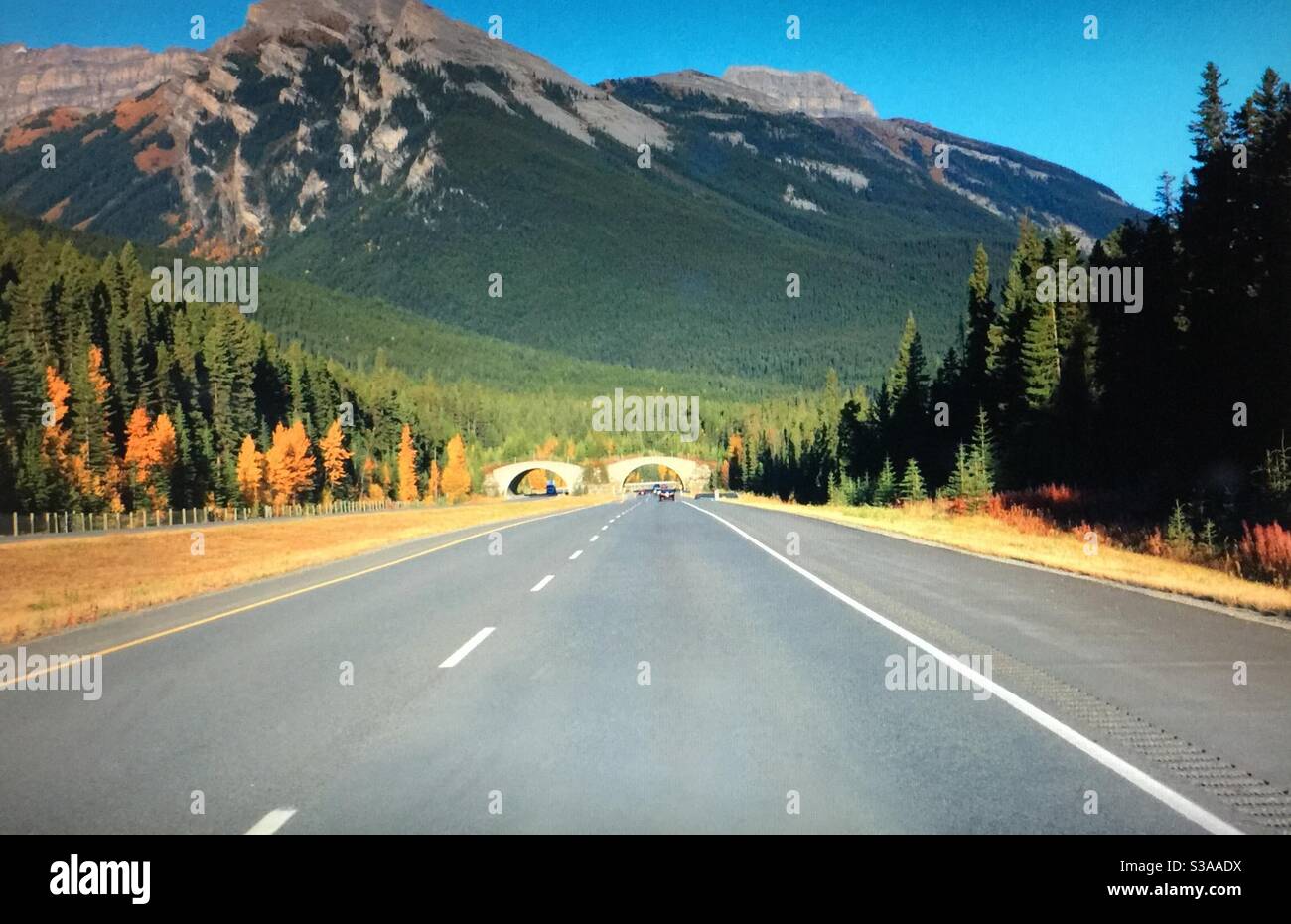 Viaggiando Alberta, il cavalcavia della fauna selvatica, TransCanada Highway, Canadian Rockies , strada, destinazione, viaggiatore, turista Foto Stock