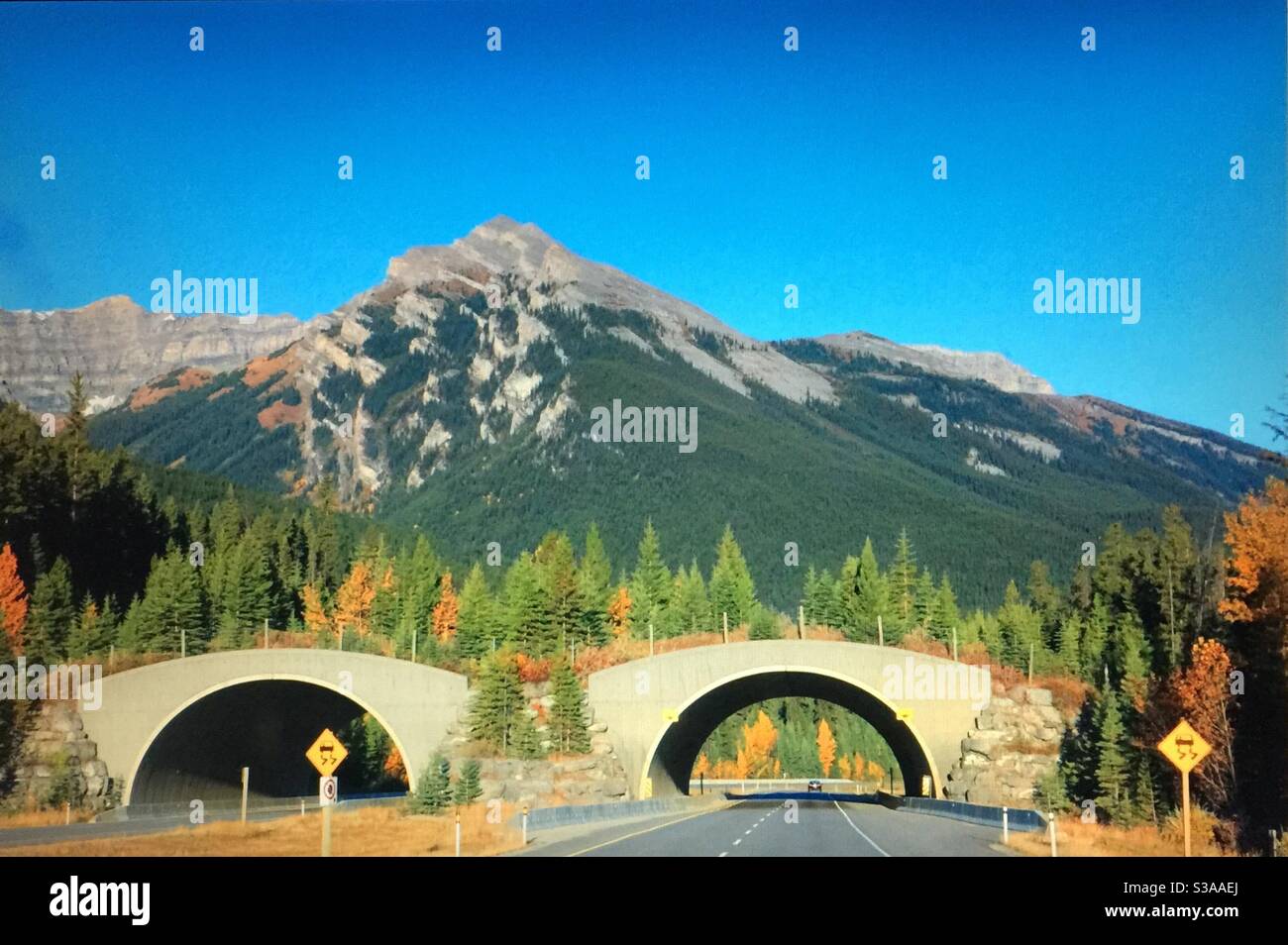 Viaggiando Alberta, il cavalcavia della fauna selvatica, TransCanada Highway, Canadian Rockies , strada, destinazione, viaggiatore, turista Foto Stock