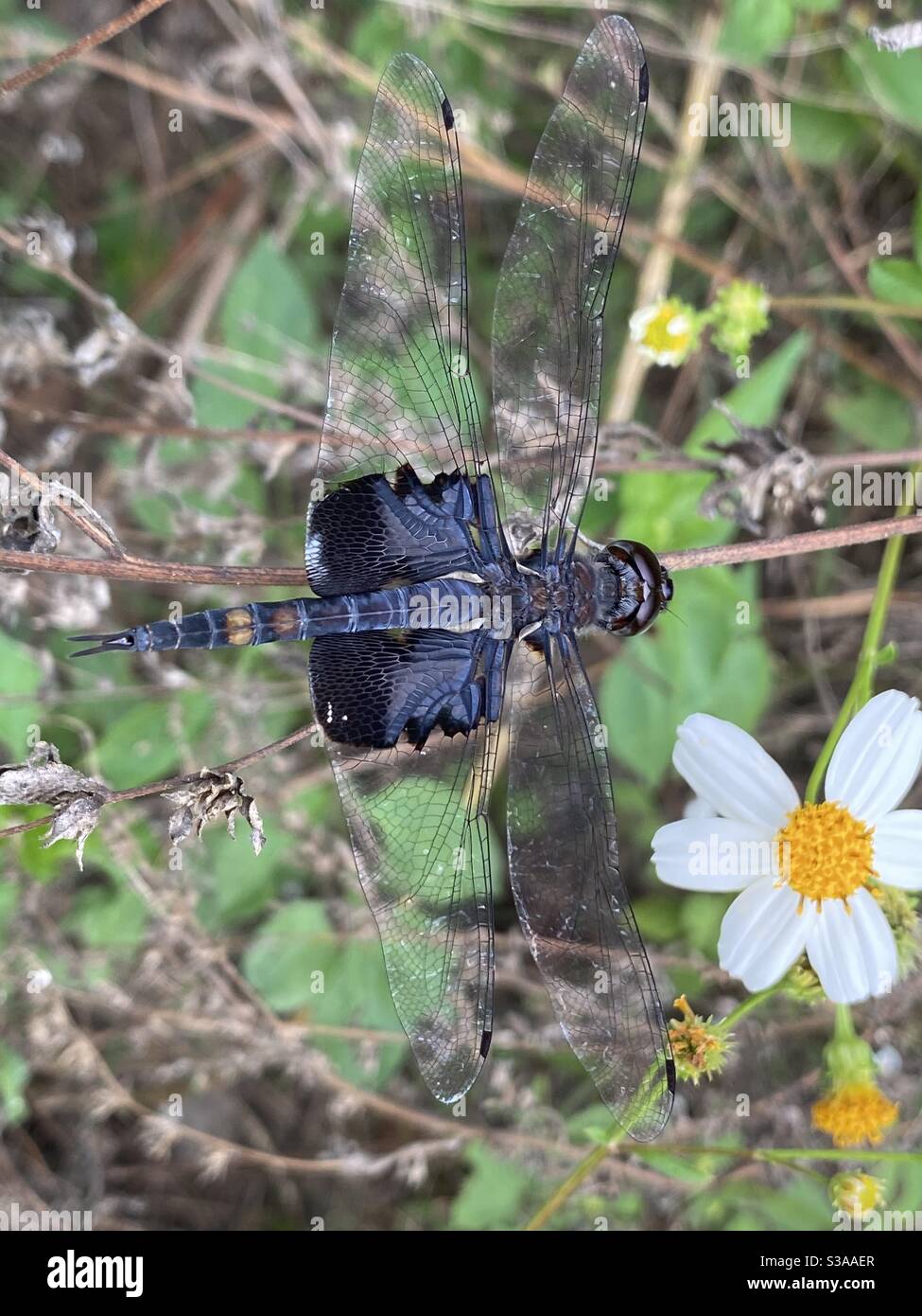 Borsa a bisaccia nera libellula su un bastone nella foresta - Immagine stock catturata con smartphone