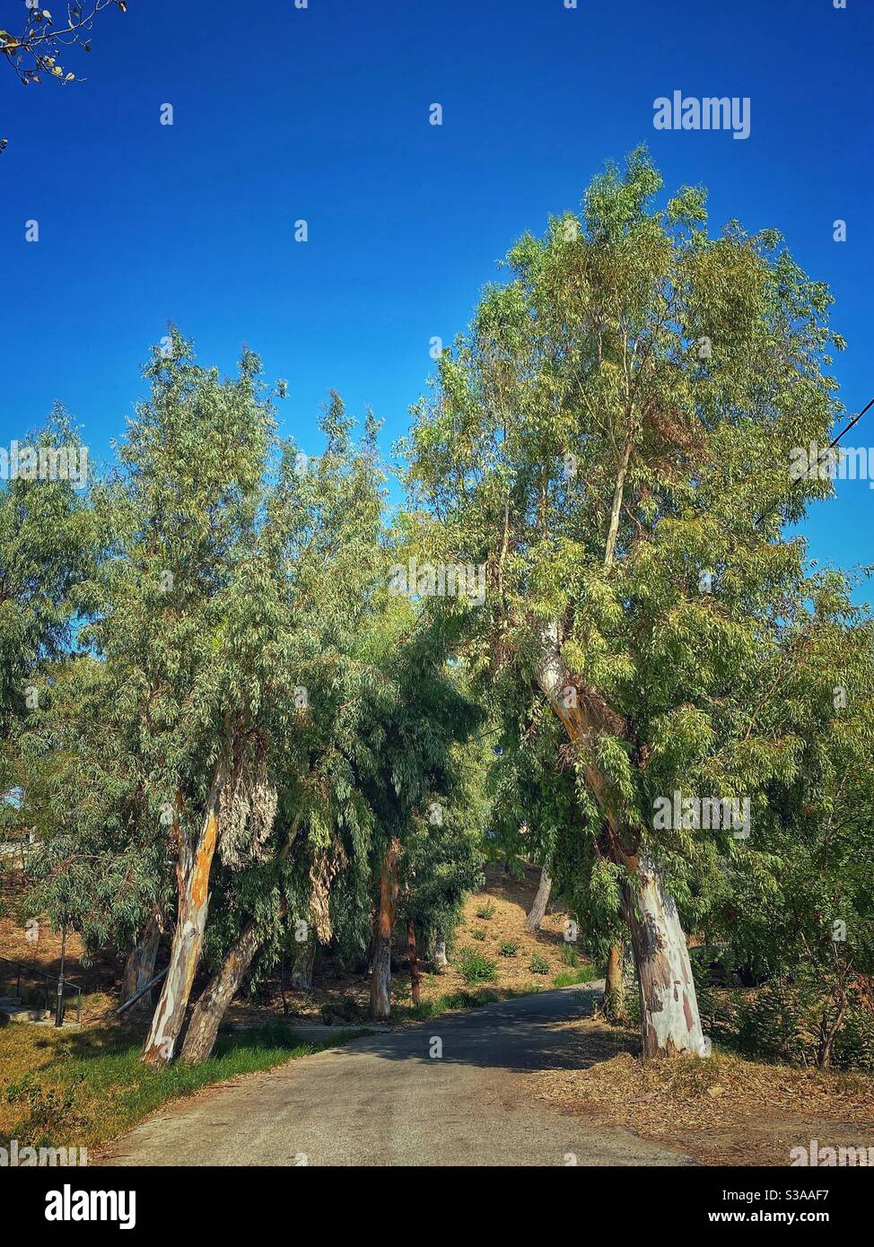 Strada tra vecchi alberi mediterranei a Skiathos. - Immagine stock catturata con smartphone