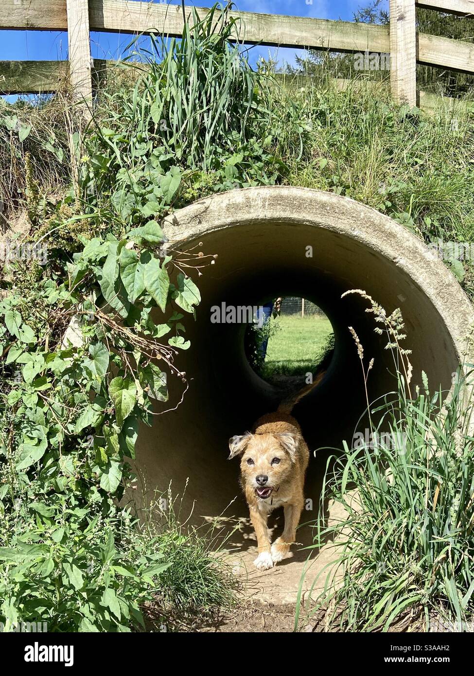 Terrier di confine che attraversa un tunnel, cielo blu - Immagine stock catturata con smartphone