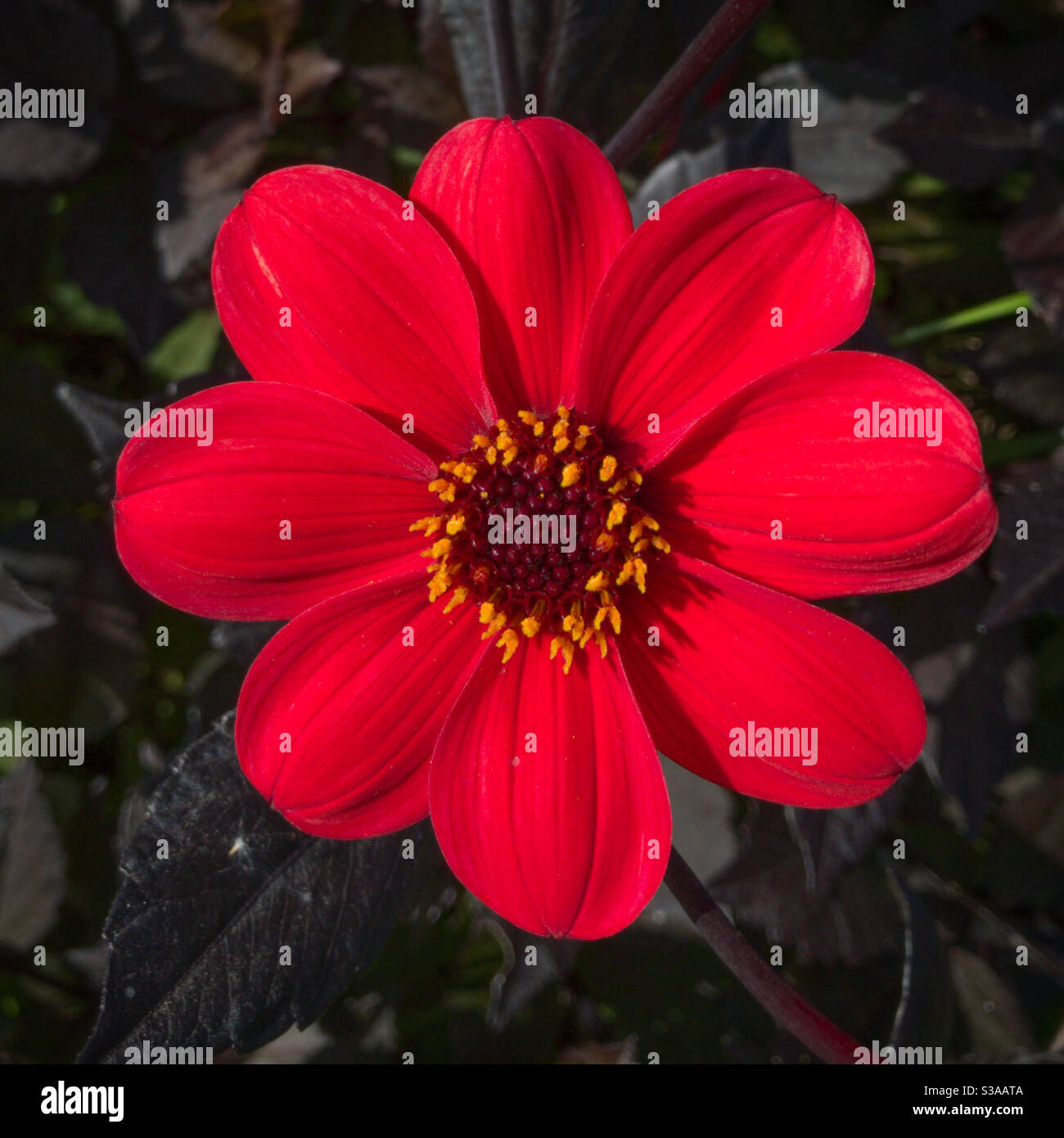 Dahlia‘Vescovo di Llandaff’. Foto Stock