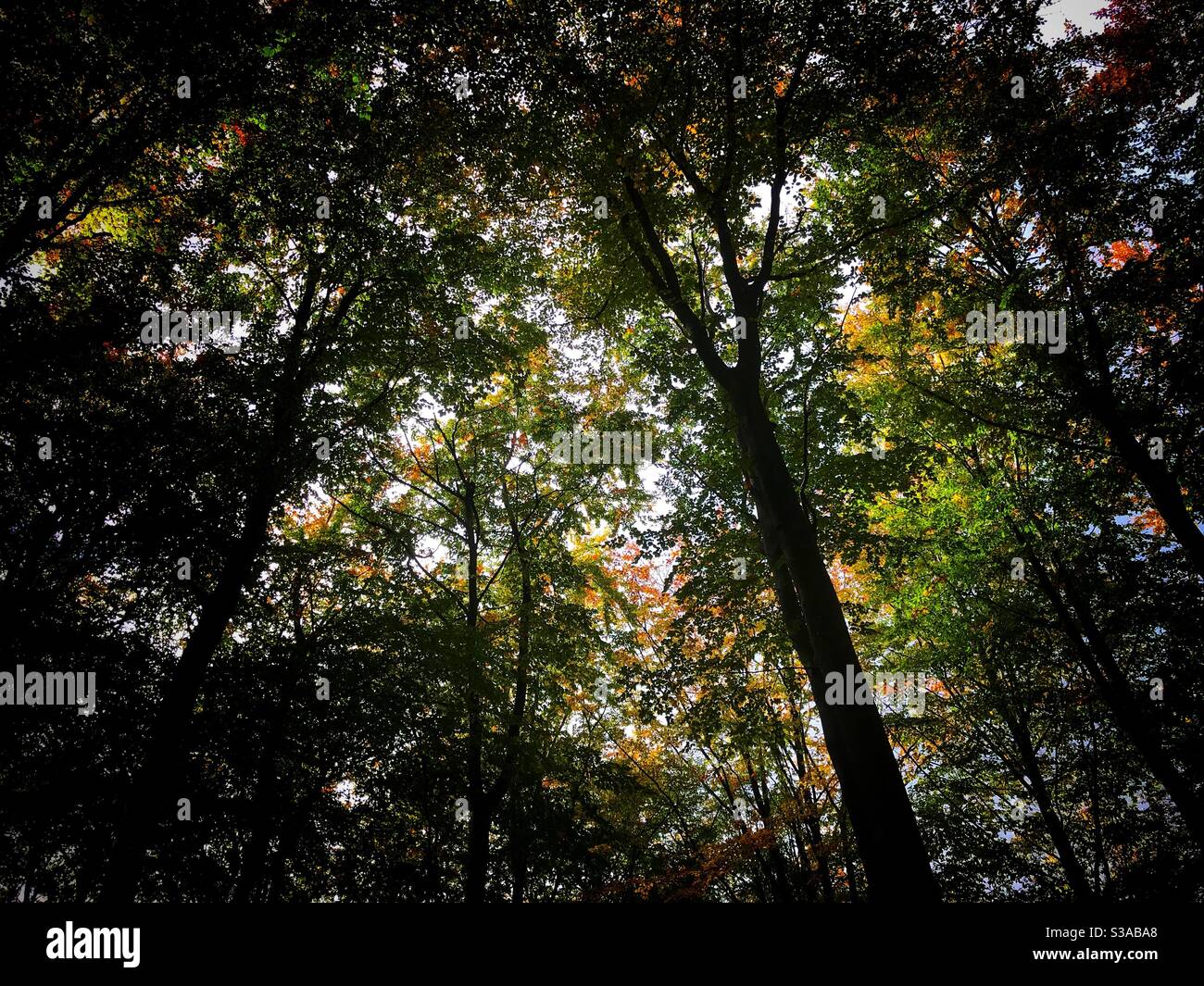 L'autunno comincia ad arrivare in Haugh Wood Herefordshire UK in Ottobre 2020 - Immagine stock catturata con smartphone