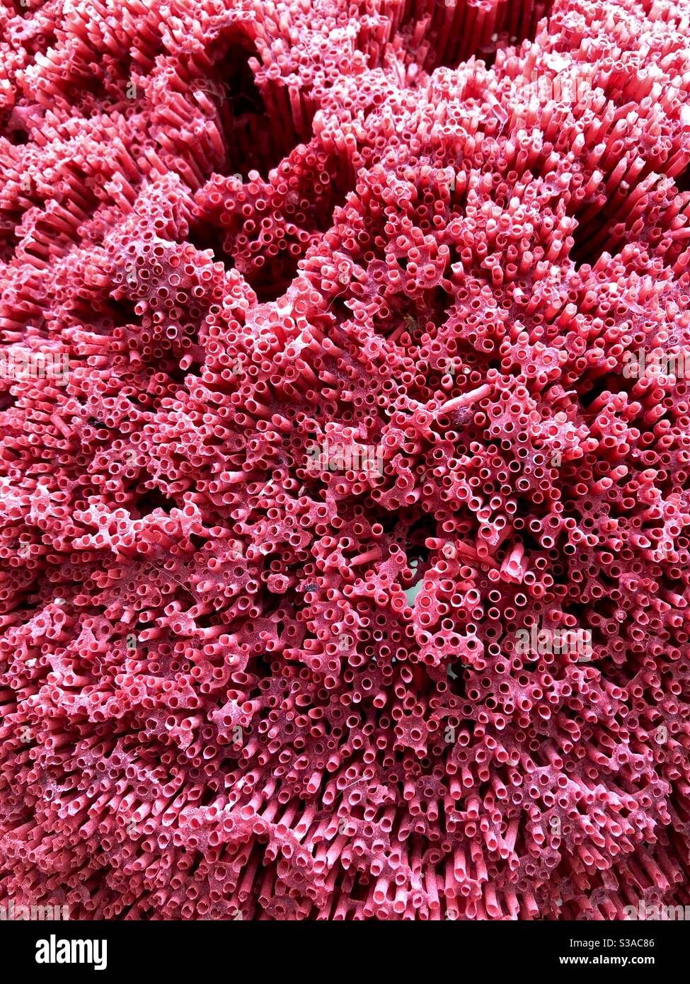 Primo piano di un grande pezzo di corallo rosa. Foto Stock
